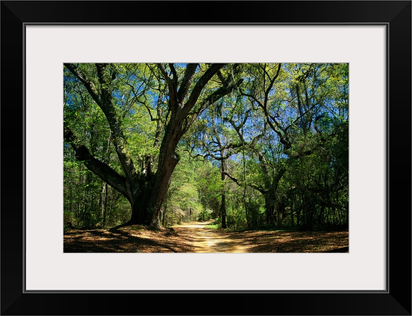 A dirt road through a forest passes a large tree with Spanish moss.