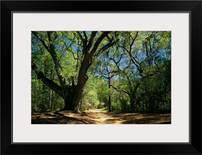 A dirt road through a forest passes a large tree with Spanish moss