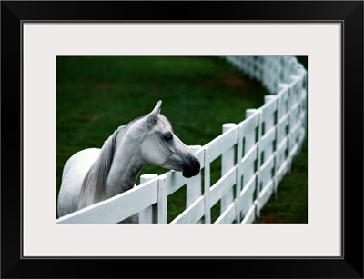 A horse standing next to a white fence, Kentucky