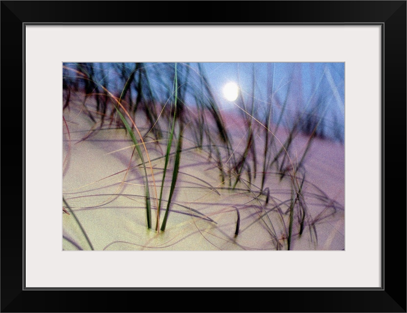 A view of a full moon rising above a sand dune on Cumberland Island.