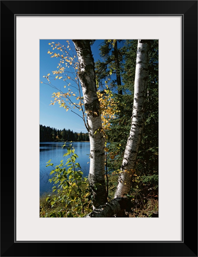 A view of a lake through trees and plants.