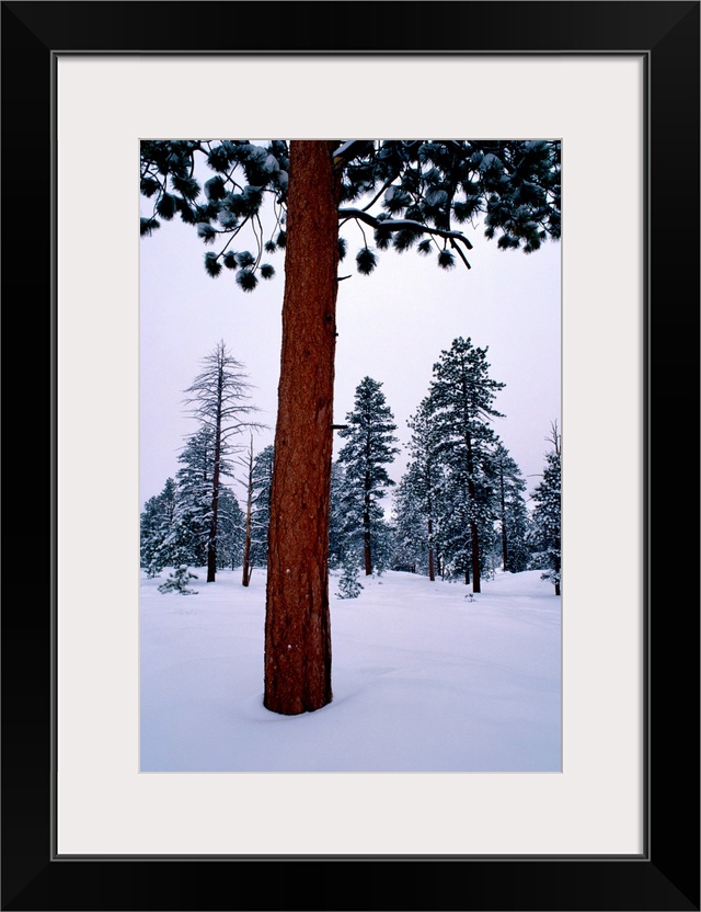 View of a ponderosa pine surrounded by snow.