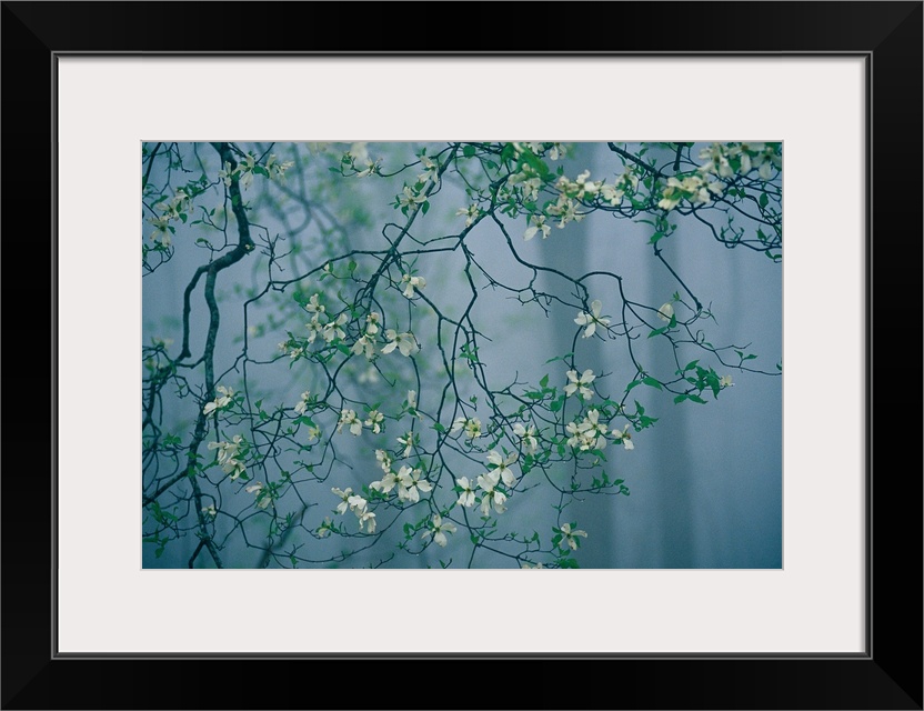 Dogwood blossoms in a foggy forest.