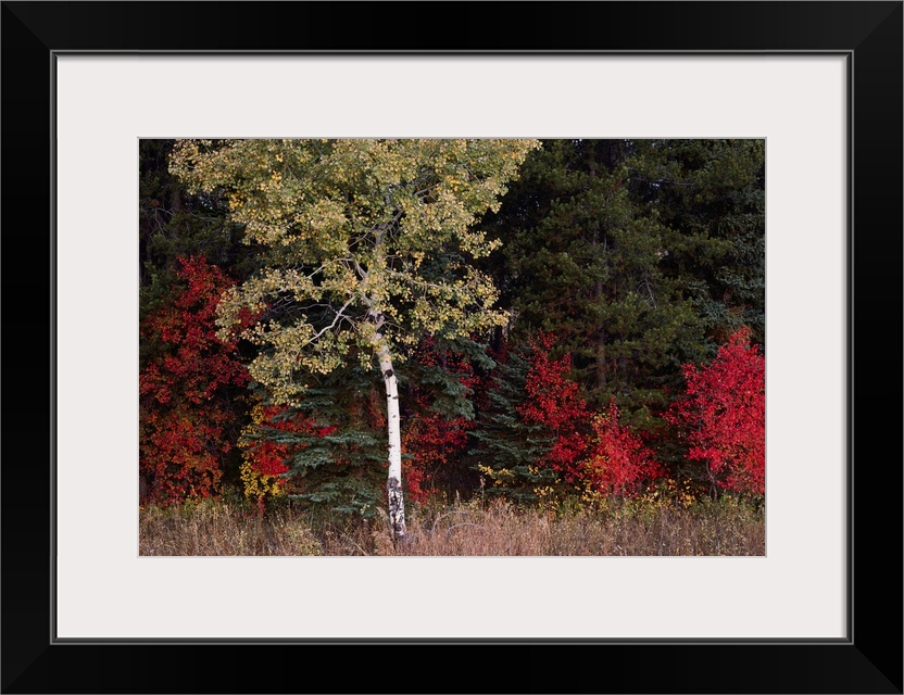 Flaming shrubs and a slender quaking aspen, Populus tremuloides, glow against a canvas of lodgepole pine, Pinus murrayana,...