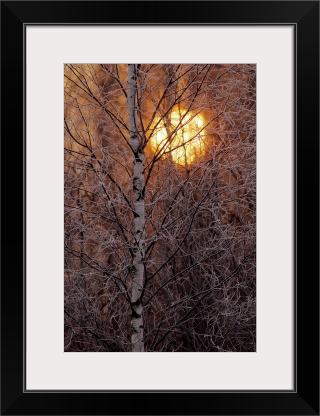 Frost-covered white birch trees with the sun rising behind.