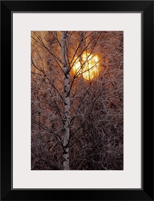 Frost-covered white birch trees with the sun rising behind