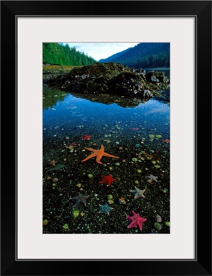 Low tide reveals star fish and other sea creatures, Queen Charlotte Islands, Canada