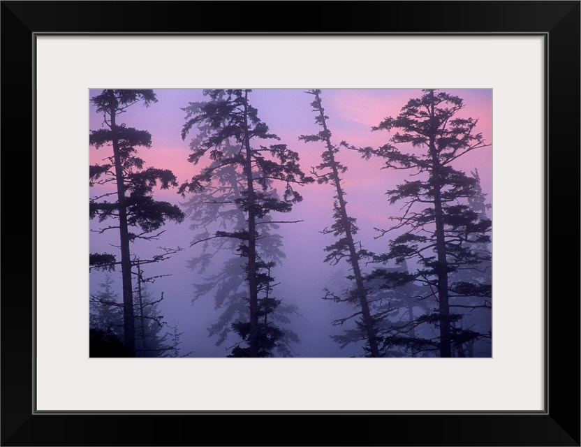 Morning fog shrouds trees, Pacific Rim National Park Reserve, Vancouver Island, Canada