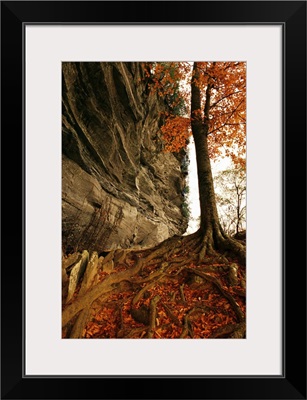 Raven rock and autumn colored beech tree