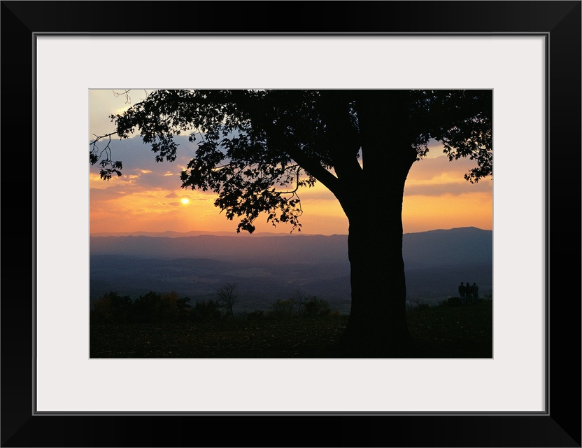 Sunset and silhouetted oak tree over the Shenandoah valley.