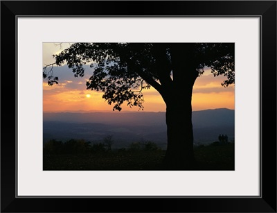 Sunset and silhouetted oak tree over the Shenandoah valley