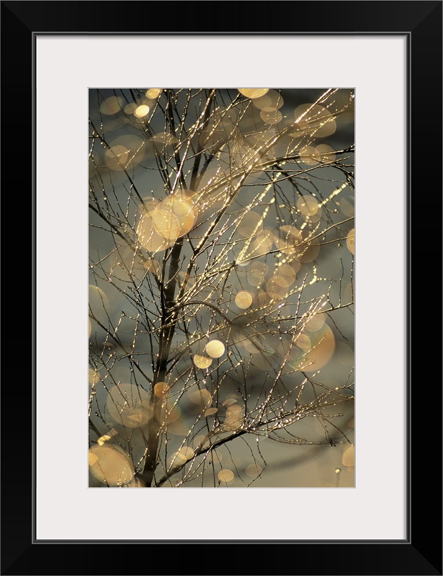 The frozen branches of a small birch tree sparkle in the sunlight.