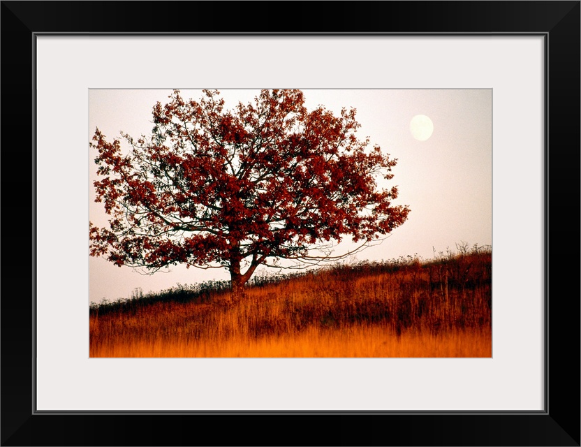 Tree in autumn foliage on a grassy hillside with moon rising over all.