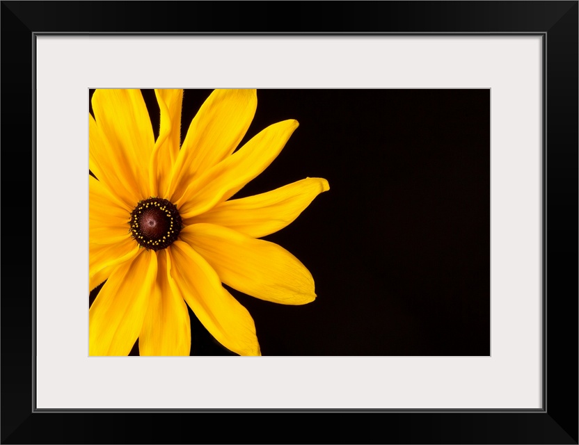 Photograph of a bright yellow Black Eyed Susan flower on a black background.