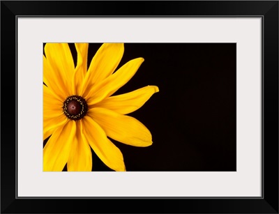 Black Eyed Susan I