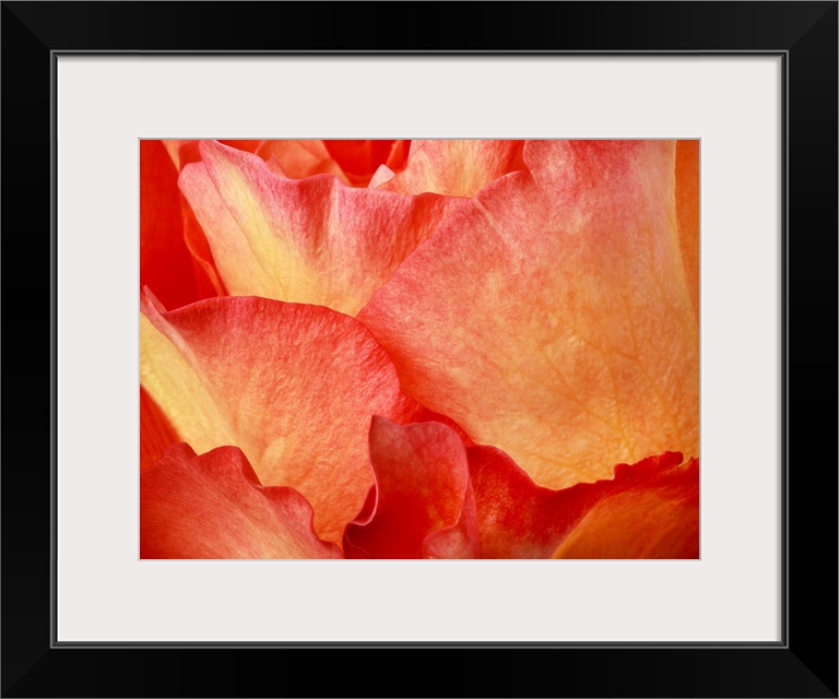 Close up photograph of red and yellow petals on a flower.