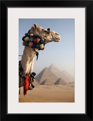 A camel stands in front of the Pyramids of Giza, Cairo, Egypt, North Africa, Africa