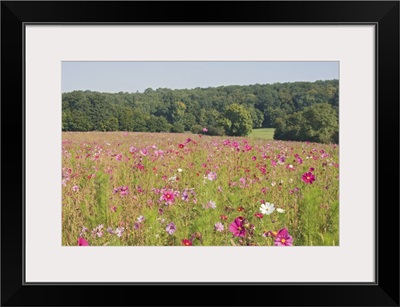 A field of wild flowers, Loire Valley, France