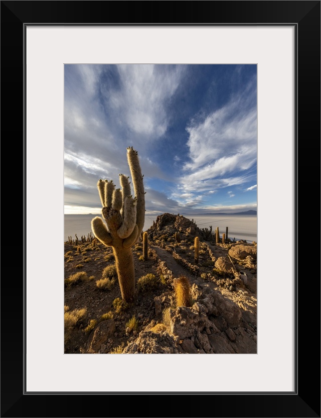 A forest of giant cardon cactus (Echinopsis atacamensis) at sunset on Isla Incahuasi, on the Salar de Uyuni, Bolivia, Sout...