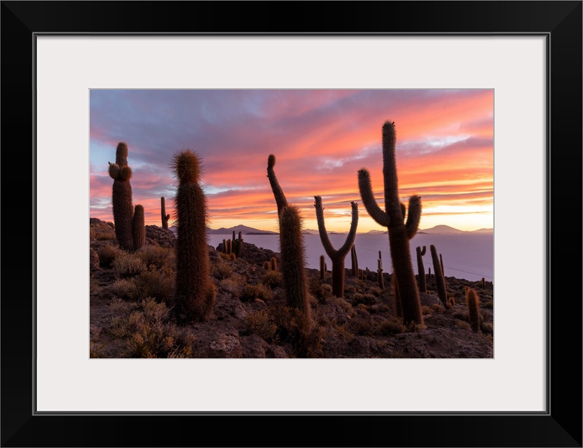 A forest of giant cardon cactus (Echinopsis atacamensis) at sunset on Isla Incahuasi, on the Salar de Uyuni, Bolivia, Sout...