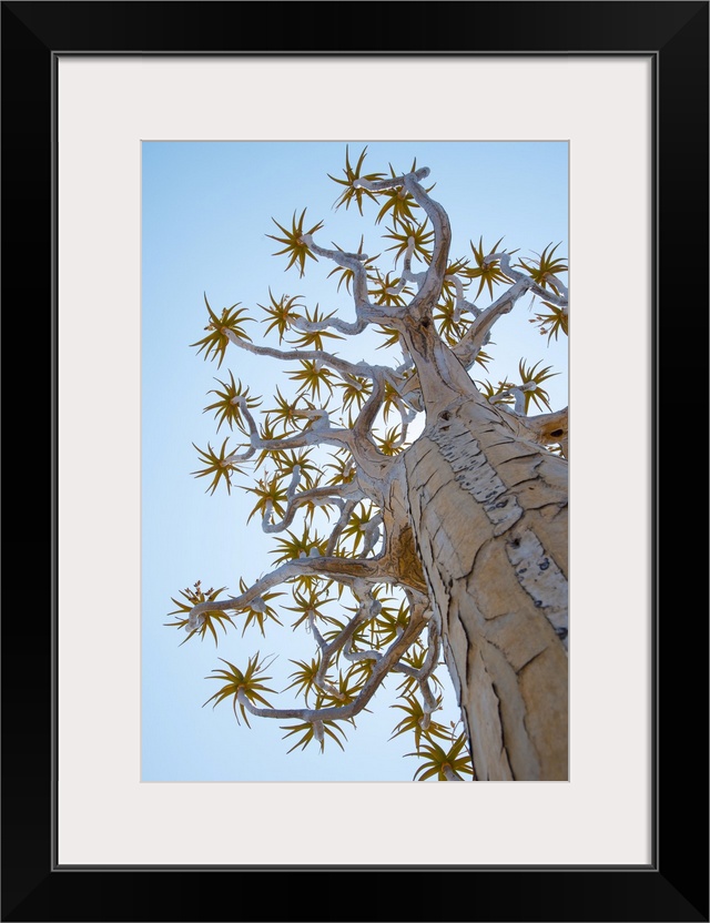 A Quiver Tree gets its name from the San people who used the tubular branches to form quivers for their arrows, near Keetm...