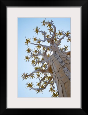 A Quiver Tree, Near Keetmanshoop, Karas Region, Namibia