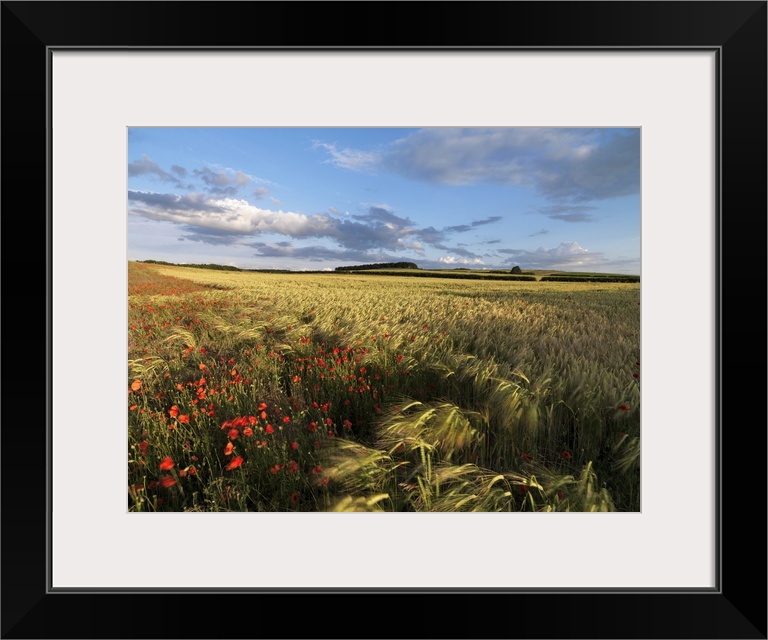 A summer view of the countryside near Burnham Market, Norfolk, England, United Kingdom, Europe