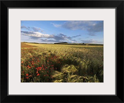 A Summer View Of The Countryside Near Burnham Market, Norfolk, England