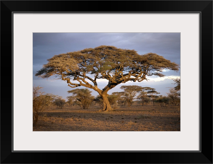 Acacia tree (Acacia Tortilis), Serengeti, Tanzania, East Africa, Africa