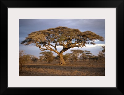 Acacia tree (Acacia Tortilis), Serengeti, Tanzania, East Africa, Africa