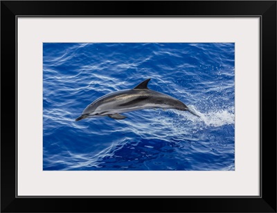 Adult Striped Dolphin Leaping Near La Gomera, Canary Islands, Spain, Atlantic