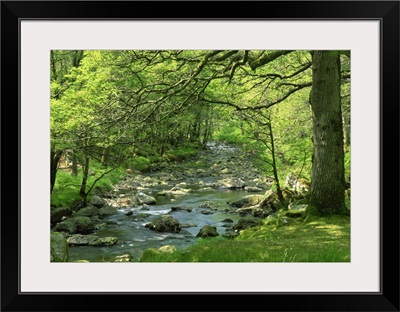 Afon Artro passing through natural oak wood, Llanbedr, Gwynedd, Wales, UK