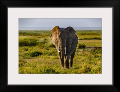 African Elephant, Amboseli National Park, Kenya