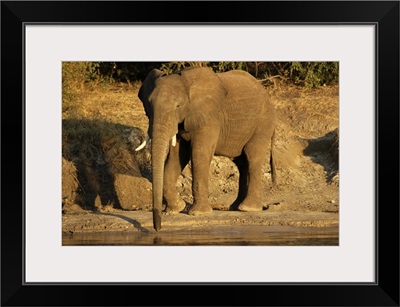 African elephant drinking, Zambesi River, Victoria Falls National Park, Zimbabwe