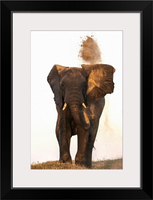 African Elephant Dusting, Chobe National Park, Botswana, Africa