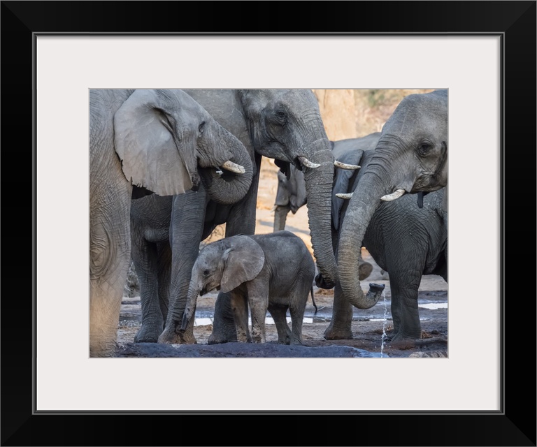 African elephant (Loxodonta africana), herd drinking at a watering hole in the Okavango Delta, Botswana, Africa