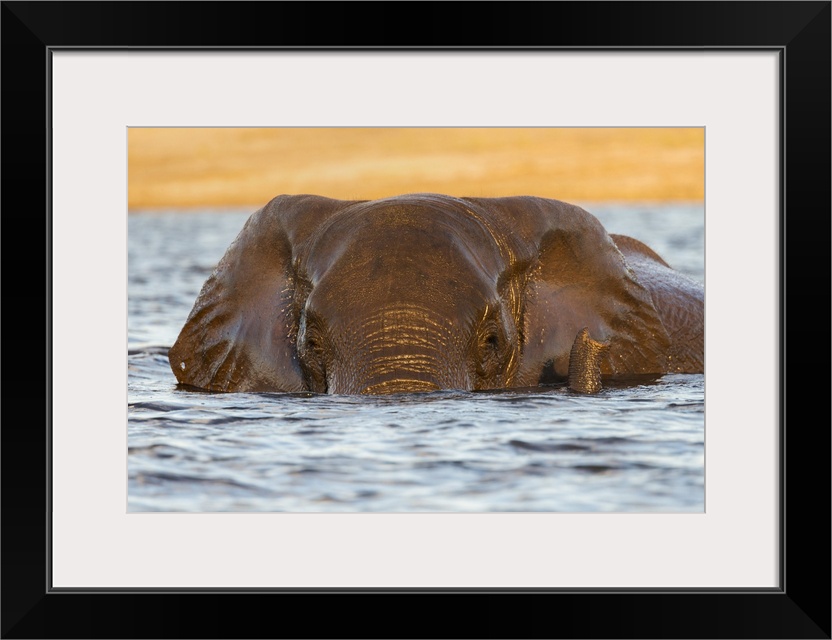 African elephant (Loxodonta africana) in water, Chobe River, Botswana, Africa