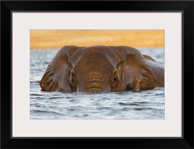 African Elephant In Water, Chobe River, Botswana