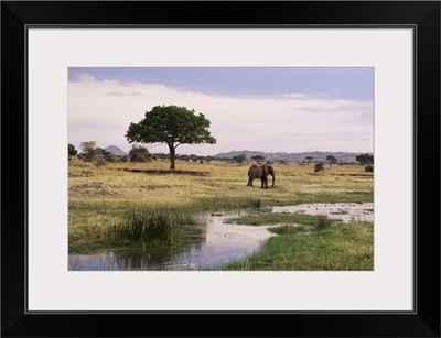 African elephant, Tarangire National Park, Tanzania, East Africa