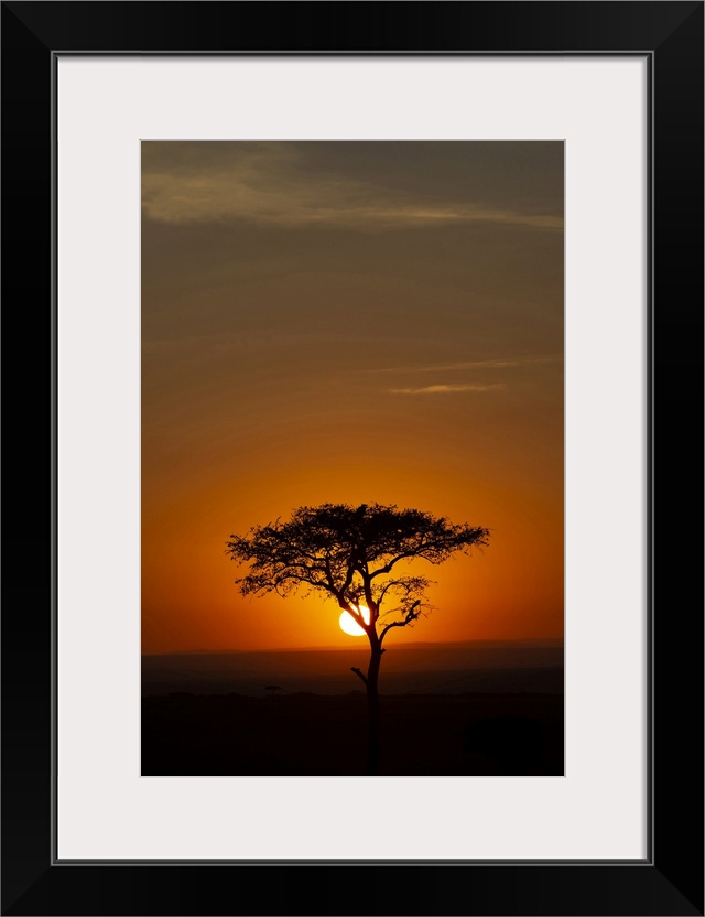 African tree at sunset, Masai Mara National Reserve, Kenya, East Africa, Africa