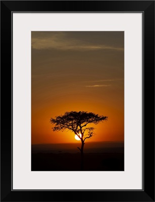 African Tree At Sunset, Masai Mara National Reserve, Kenya