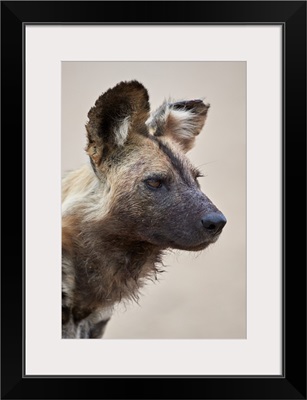 African wild dog, Kruger National Park