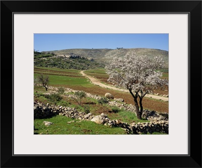 Almond tree on small plot of land, near Mount Hebron, Israel, Middle East