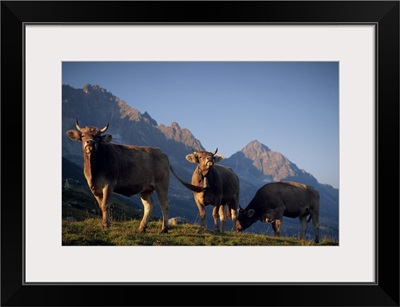 Alpine cows, St. Gotthard Pass, Switzerland, Europe
