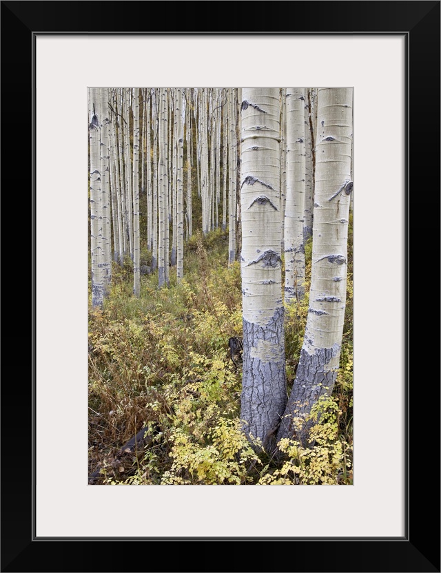 Aspen grove in early fall, White River National Forest, Colorado