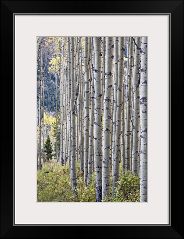 Aspen grove with early fall colors, Maroon Lake, Colorado