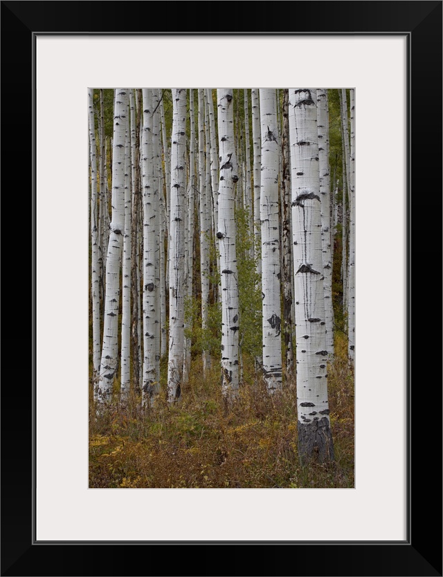 Aspen trunks in the fall, White River National Forest, Colorado