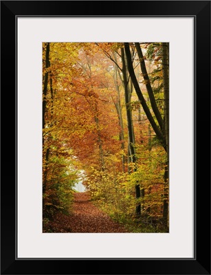 Autumn forest in the Neckar valley, Baden-Wurttemberg, Germany