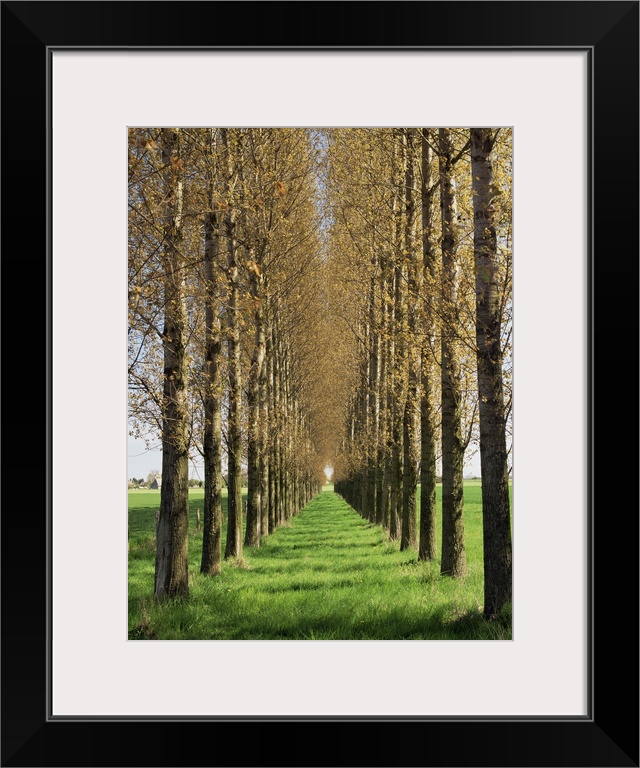 Avenue of trees, Haute Normandie (Normandy), France, Europe