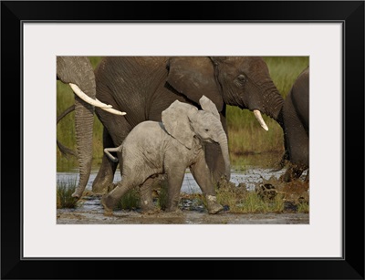 Baby African elephant, Serengeti National Park, Tanzania, East Africa